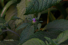 Phyllocephalum scabridum